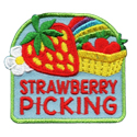 Strawberry Picking