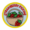 Strawberry Picking