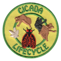 Cicada Lifecycle